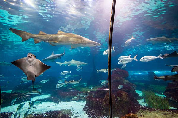 columbus aquarium shark bridge